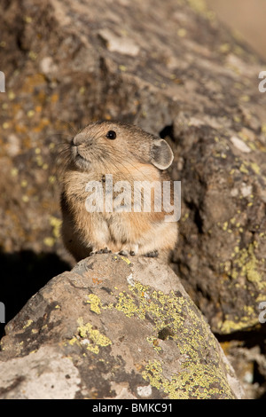 Pica d'Amérique, Ochotona princeps, assis parmi les roches dans le Yellowstone NP, USA. Banque D'Images