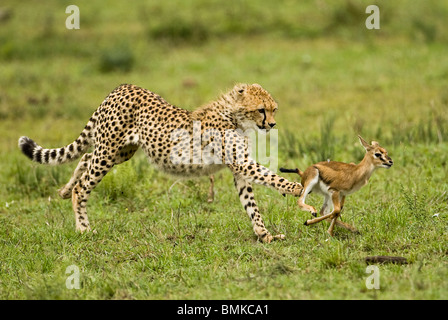 Le guépard, Acinonyx jubatus, louveteaux la chasse et jouer avec bébé gazelle dans le Masai Mara au Kenya, GR. Banque D'Images