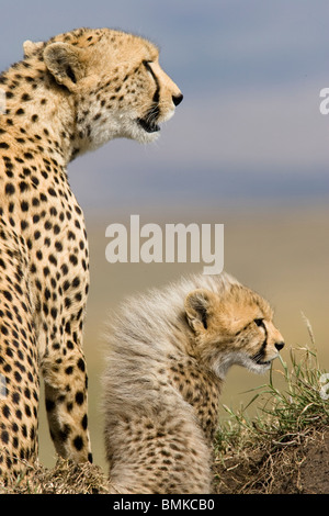 Le guépard, Acinonyx jubatus, et cub dans le Masai Mara au Kenya, GR. Banque D'Images