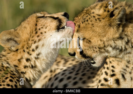 Le guépard, Acinonyx jubatus, toilettage mutuel dans le Masai Mara au Kenya, GR. Banque D'Images