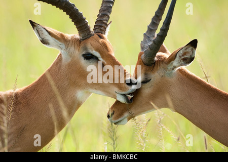 Impala, Aepyceros melampus, dans le Masai Mara au Kenya, GR. Banque D'Images