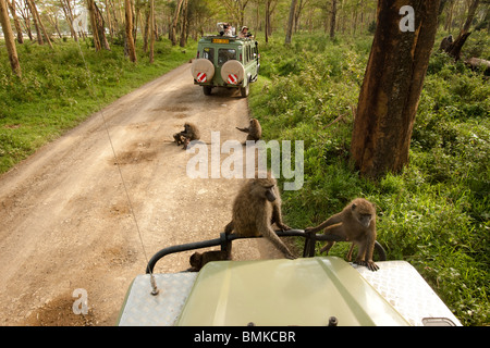 Le babouin Olive, Papio anubis, dans le Masai Mara au Kenya, GR. Banque D'Images