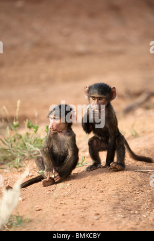 Le babouin Olive Papio anubis,, une paire de jeunes babouins dans le Masai Mara au Kenya, GR. Banque D'Images