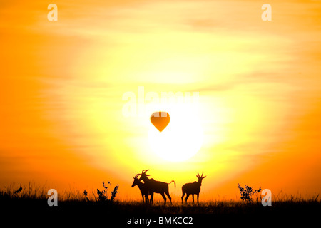 Groupe de Topi, Damaliscus korrigum, silhouetté au coucher du soleil dans la réserve de Masai Mara, Kenya. Banque D'Images