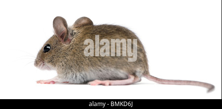 Vue latérale du bois mouse in front of white background Banque D'Images