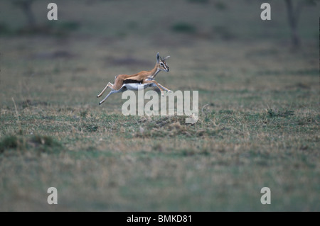 Afrique, Kenya, Masai Mara, Thomson (Gazella thomsonii) courir et sauter à travers la savane sur l'herbe courte Banque D'Images