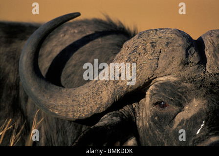 Afrique, Kenya, Masai Mara, Close-up de buffle (Syncerus caffer) à se nourrir dans la savane de hautes herbes sur Banque D'Images