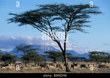 Afrique, Kenya, Buffalo Springs Game Reserve, Troupeau de gemsbok (Oryx) (Oryx gazella) dans l'alimentation de l'herbe sèche dans le soleil du matin Banque D'Images