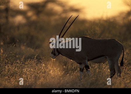 Afrique, Kenya, Buffalo Springs Game Reserve, Troupeau de gemsbok (Oryx) (Oryx gazella) dans l'alimentation de l'herbe sèche au coucher du soleil Banque D'Images
