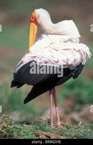 Afrique, Kenya, Masai Mara, Yellow-billed Stork (Mysteria ibis) lui-même le long de la rivière Mara toilettage Banque D'Images