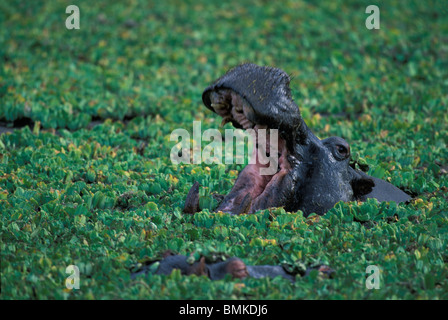 Afrique, Kenya, Masai Mara, d'Hippopotame (Hippopotamus amphibius) Nager dans l'étang couvert de feuilles vertes Banque D'Images