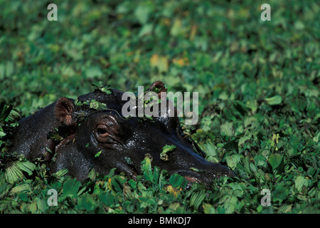 Afrique, Kenya, Masai Mara, d'Hippopotame (Hippopotamus amphibius) Nager dans l'étang couvert de feuilles vertes Banque D'Images