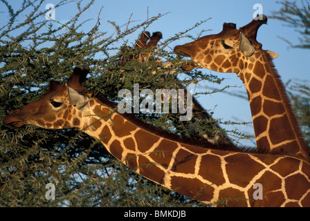 Afrique, Kenya, Samburu National Reserve, giraffe réticulée troupeau (Giraffa camelopardalis) se nourrissant de l'acacia au coucher du soleil Banque D'Images