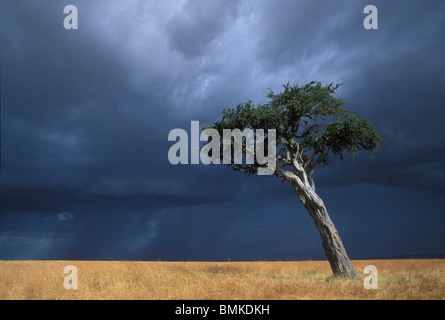 Afrique, Kenya, Masai Mara, l'après-midi soleil acacia sur savanna aussi sombres nuages de tempête loom sur horizon Banque D'Images