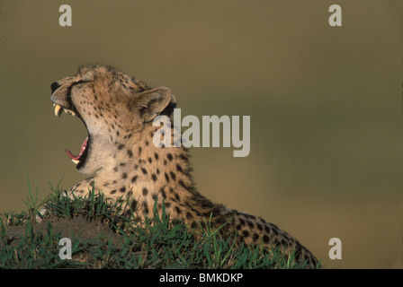 Kenya, Masai Mara, femelle adulte Guépard (Acinonyx jubatas) porte dents alors que le bâillement sur savanna Banque D'Images