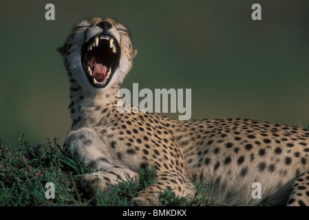 Kenya, Masai Mara, femelle adulte Guépard (Acinonyx jubatas) porte dents alors que le bâillement sur savanna Banque D'Images