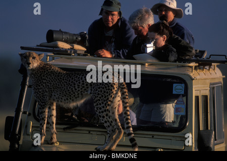 Kenya, Masai Mara, touristes femelles adultes photographie Guépard (Acinonyx jubatas) sur le capot du camion safari Banque D'Images