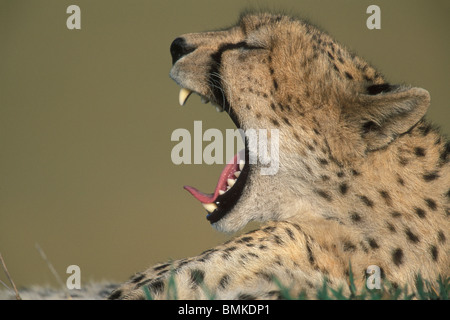 Kenya, Masai Mara, femelle adulte Guépard (Acinonyx jubatas) porte dents alors que le bâillement sur savanna Banque D'Images