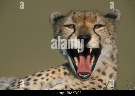 Kenya, Masai Mara, femelle adulte Guépard (Acinonyx jubatas) porte dents alors que le bâillement sur savanna Banque D'Images