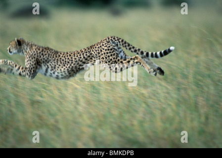 Kenya, Masai Mara, femelle adulte Guépard (Acinonyx jubatas) courir après ses proies à travers les hautes herbes de la savane sur Banque D'Images