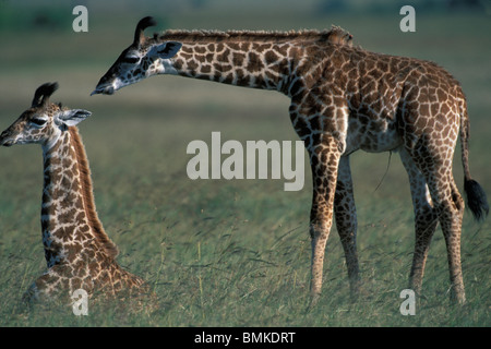 Afrique, Kenya, Masai Mara, jeune Girafe (Giraffa camelopardalis) se trouve dans l'herbe haute sur savanna Banque D'Images
