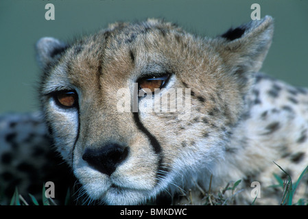 Kenya, Masai Mara, femelle adulte Guépard (Acinonyx jubatas) reposant sur butte de faible sur savanna Banque D'Images