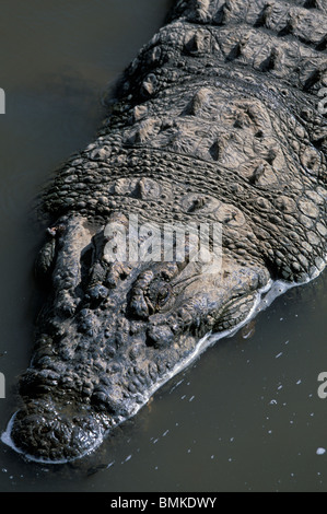 Kenya, Masai Mara, le crocodile du Nil (Crocodylus niloticus) repose dans les eaux peu profondes le long de la rivière Mara Banque D'Images