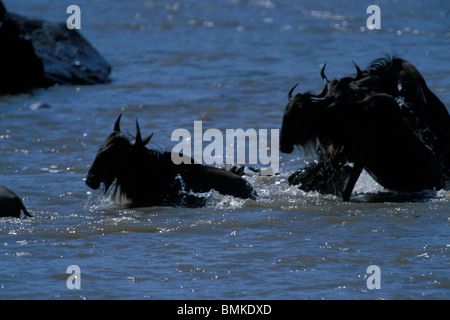 Afrique, Kenya, Masai Mara, le crocodile du Nil (Crocodylus niloticus) attaque des gnous traversant la rivière Mara Banque D'Images