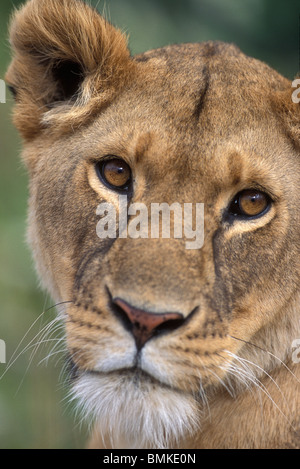 Afrique, Kenya, Masai Mara, Close-up portrait of Lioness (Panthera leo) au crépuscule sur la savane Banque D'Images