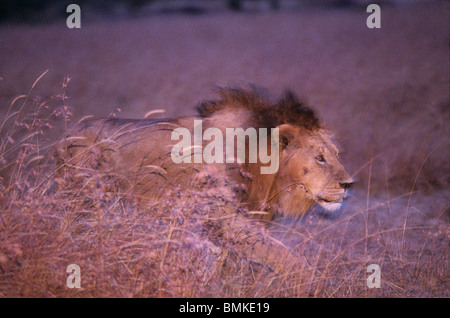 Afrique, Kenya, Masai Mara, adulte male lion (Panthera leo) marcher dans l'herbe haute au crépuscule Banque D'Images