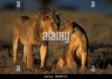 Afrique, Kenya, Buffalo Springs National Reserve, l'Accouplement paire de Lion et lionne (Panthera leo) dans le soleil du matin Banque D'Images