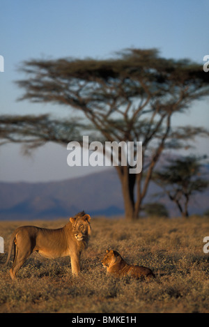 Afrique, Kenya, Buffalo Springs National Reserve, l'Accouplement paire de Lion et lionne (Panthera leo) dans le soleil du matin Banque D'Images