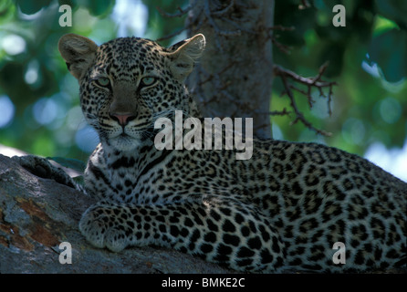 Afrique, Kenya, Masai Mara, le Léopard (Panthera pardus) reposant dans la branche d'arbre le long de la rivière Telek Banque D'Images