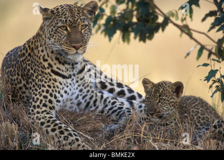 Afrique, Kenya, Masai Mara, adulte de sexe féminin et Leopard cub vieux de six mois (Panthera pardus) reposant dans l'herbe au crépuscule Banque D'Images