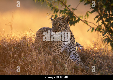 Afrique, Kenya, Masai Mara, femelles adultes de Leopard (Panthera pardus) repose sur l'herbe basse mound au coucher du soleil Banque D'Images