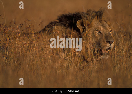 Afrique, Kenya, Masai Mara, adulte male lion (Panthera leo) reposant dans l'herbe haute à l'aube Banque D'Images