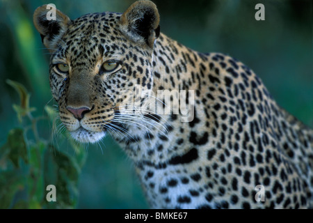 Afrique, Kenya, Masai Mara, femelles adultes de Leopard (Panthera pardus) reposant dans l'ombre en début de matinée Banque D'Images