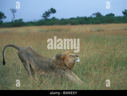 Kenya, Masai Mara, adulte male lion (Panthera leo) s'étend dans l'herbe haute sur savanna après la pluie Banque D'Images