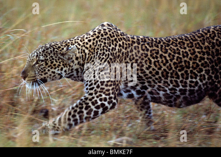 Kenya, Masai Mara, femelles adultes de Leopard (Panthera pardus) traque à travers les hautes herbes pendant la chasse des gnous Banque D'Images