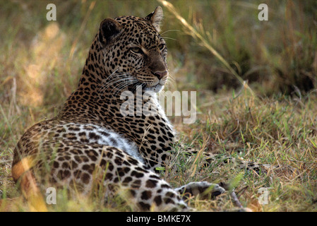 Afrique, Kenya, Masai Mara, femelles adultes de Leopard (Panthera pardus) reposant dans l'herbe haute au début de matinée Banque D'Images