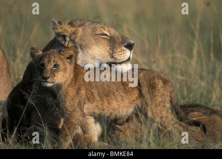 Kenya, Masai Mara, Lioness (Panthera leo) incombe d'oursons dans soleil du matin sur savanna Banque D'Images