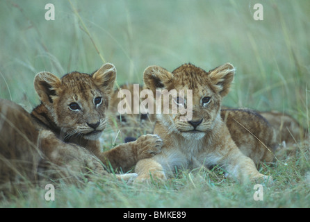 Kenya, Masai Mara, Lion cubs (Panthera leo) reste dans l'herbe sur savanna après la pluie Banque D'Images