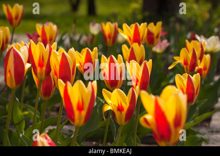 'Stresa' Kaufmanniana Tulipe, Tulipa kaufmanniana (Näckrostulpan) Banque D'Images