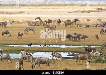 Gnous, zèbres et girafes se rassembler dans un étang à Amboseli NP, au Kenya. Banque D'Images