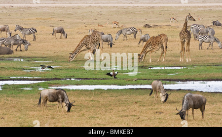 Gnous, zèbres et girafes se rassembler dans un étang à Amboseli NP, au Kenya. Banque D'Images