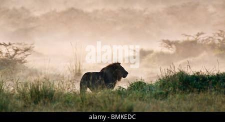 Un lion mâle au lac Nakuru au Kenya, NP. Banque D'Images