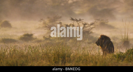 Un lion mâle au lac Nakuru au Kenya, NP. Banque D'Images