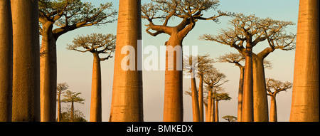 L'Grandidier Baobabs au crépuscule. Près de Morondava, dans l'ouest de Madagascar. Banque D'Images