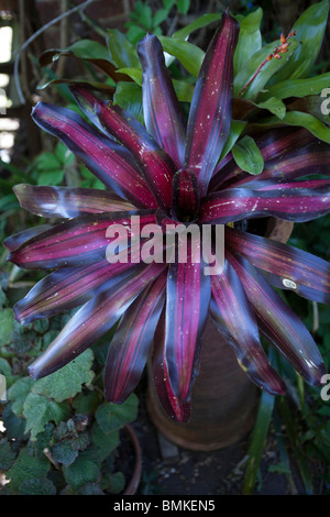 Neoregelia violet Banque D'Images