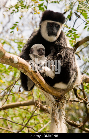 L'Afrique. Au Kenya. Un Noir et Blanc Mère singe Colobus et nouveau-né. Banque D'Images